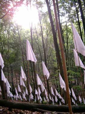 Lin Holland - White Flags